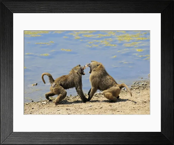 Framed Print : baboons fighting, Zoo Gelsenkirchen, Germany Framed Print : baboons fighting, Zoo Gelsenkirchen, Germany