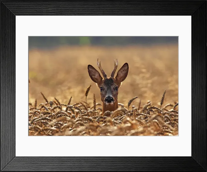 Framed Print : young roe deer buck, Germany Framed Print : young roe deer buck, Germany
