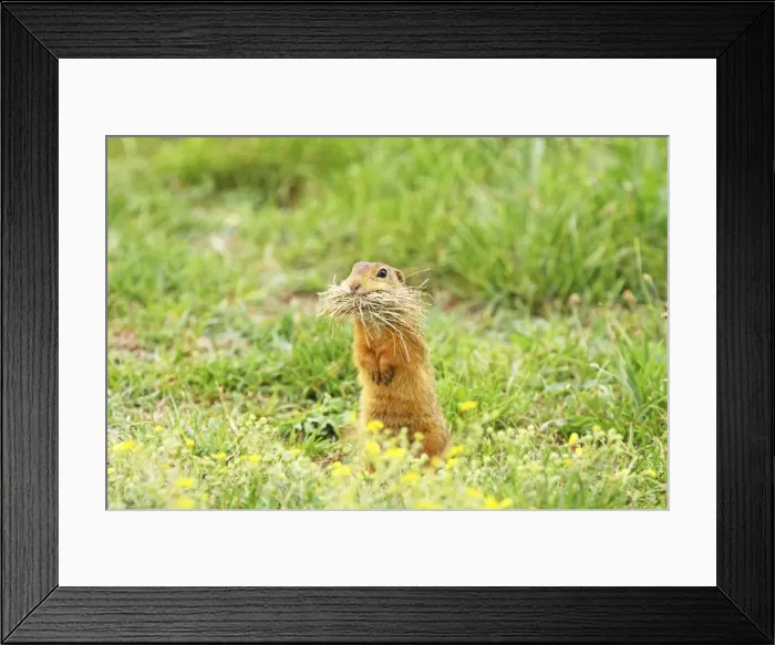 Framed Print : Souslik carrying grass, St. Andra, Austria Framed Print : Souslik carrying grass, St. Andra, Austria