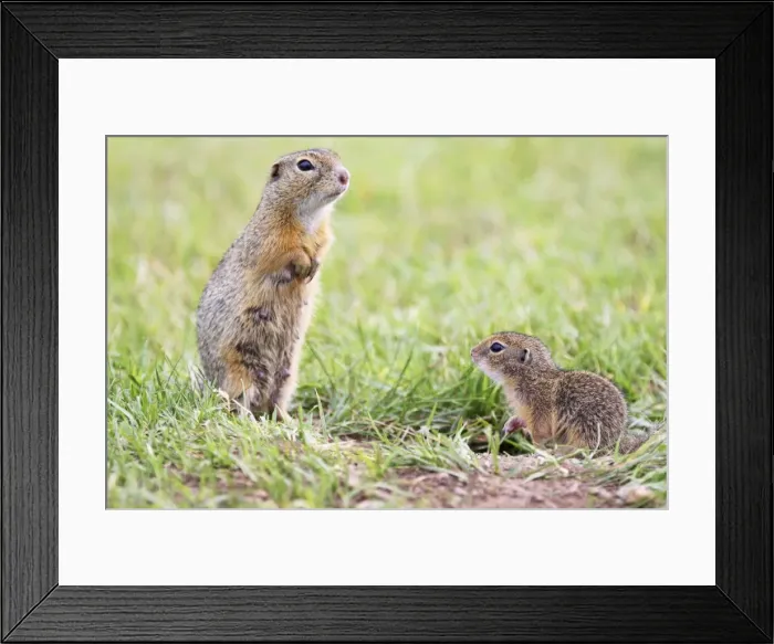 Framed Print : Souslik female with young one, St. Andra, Austria Framed Print : Souslik female with young one, St. Andra, Austria