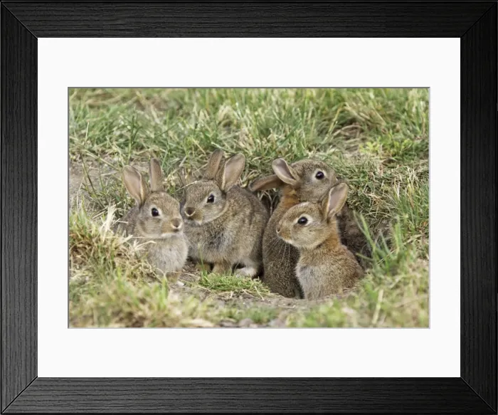 Framed Print : young wild rabbits, Austria Framed Print : young wild rabbits, Austria