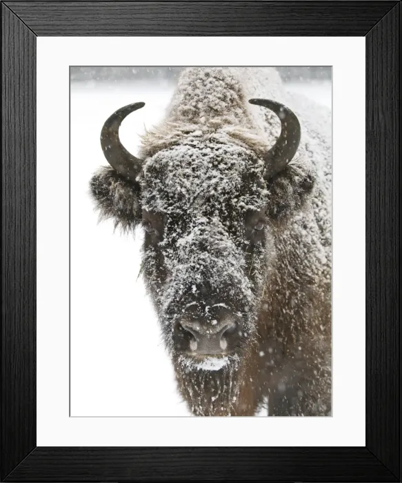 Framed Print : snow face of European bison, Germany Framed Print : snow face of European bison, Germany