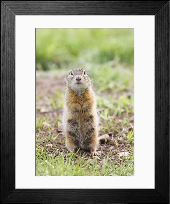 Framed Print : Souslik female upright, St. Andra, Austria Framed Print : Souslik female upright, St. Andra, Austria