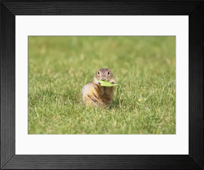 Framed Print : Souslik eating leaf, St. Andra, Austria Framed Print : Souslik eating leaf, St. Andra, Austria