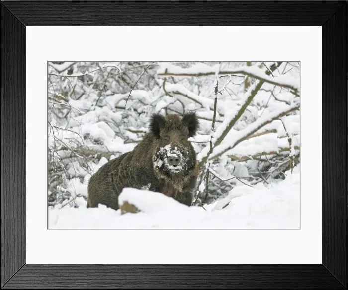 Framed Print : wild boar in snow, Germany Framed Print : wild boar in snow, Germany