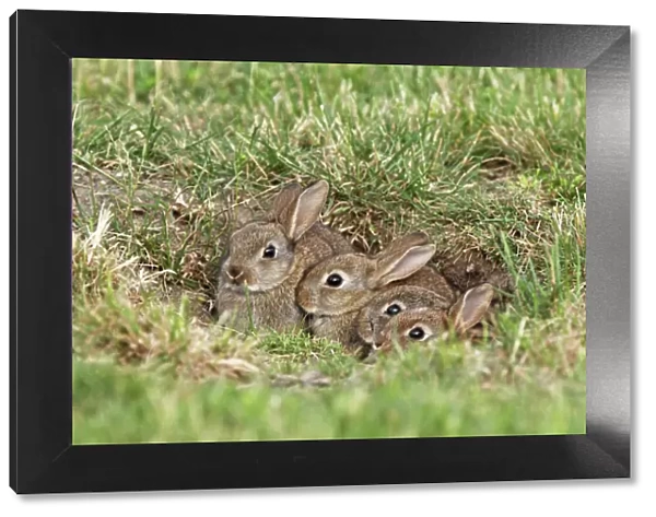 young wild rabbits, Austria