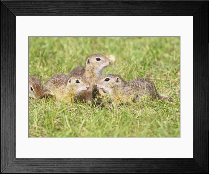 Framed Print : Souslik young ones, St. Andra, Austria Framed Print : Souslik young ones, St. Andra, Austria