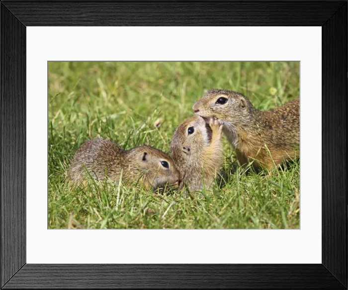 Framed Print : Souslik female with young ones, St. Andra, Austria Framed Print : Souslik female with young ones, St. Andra, Austria