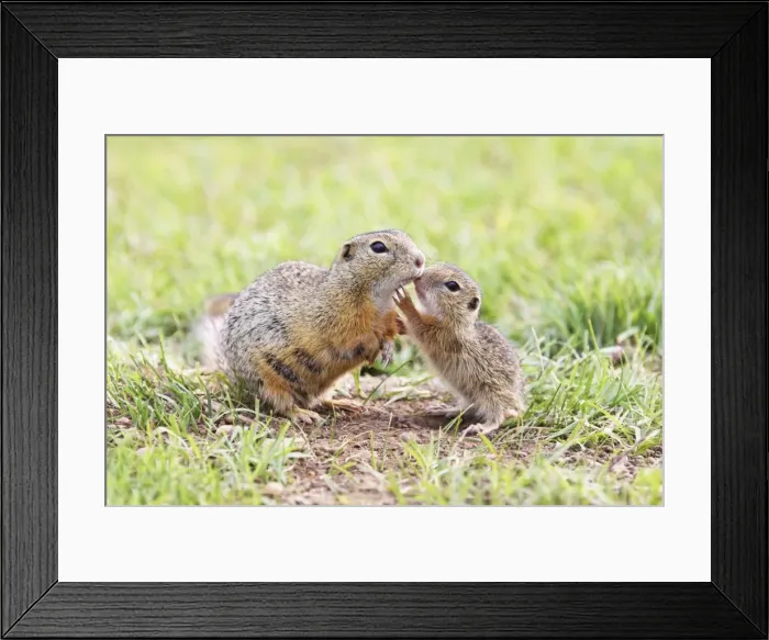 Framed Print : Souslik female with young one, St. Andra, Austria