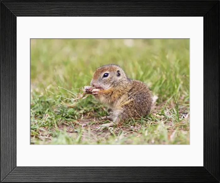 Framed Print : Souslik young one eating leaf, St. Andra, Austria Framed Print : Souslik young one eating leaf, St. Andra, Austria