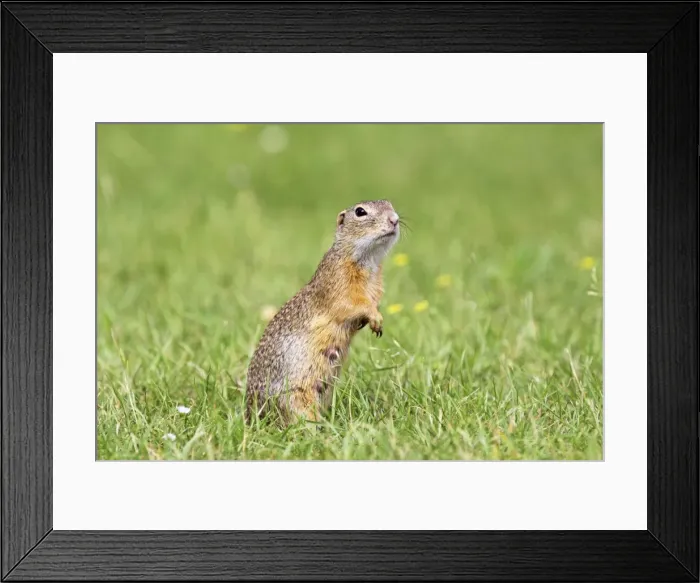 Framed Print : Souslik female upright, St. Andra, Austria Framed Print : Souslik female upright, St. Andra, Austria
