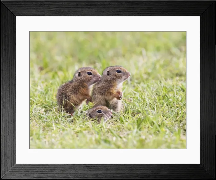 Framed Print : Souslik young ones, St. Andra, Austria Framed Print : Souslik young ones, St. Andra, Austria