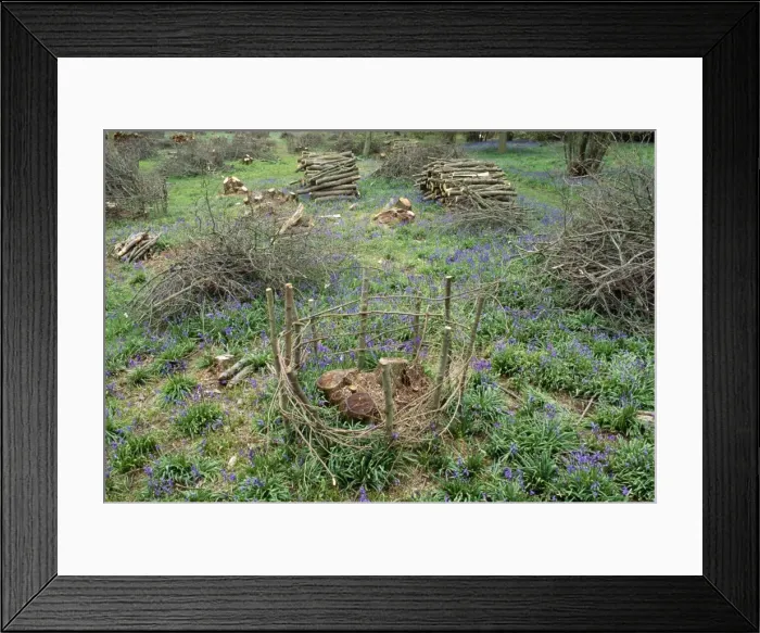 Framed Print : Coppice - Fence protecting new Coppice stool (Woodland management) UK Framed Print : Coppice - Fence protecting new Coppice stool (Woodland management) UK