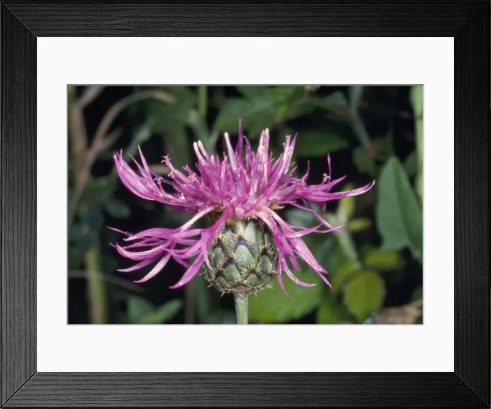 Framed Print : Great Knapweed Flower - head UK Framed Print : Great Knapweed Flower - head UK