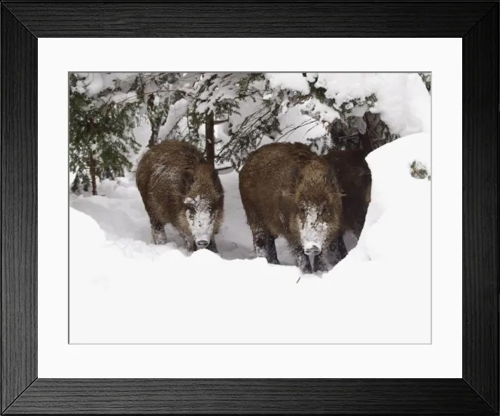 Framed Print : wild boar in snow, Germany Framed Print : wild boar in snow, Germany