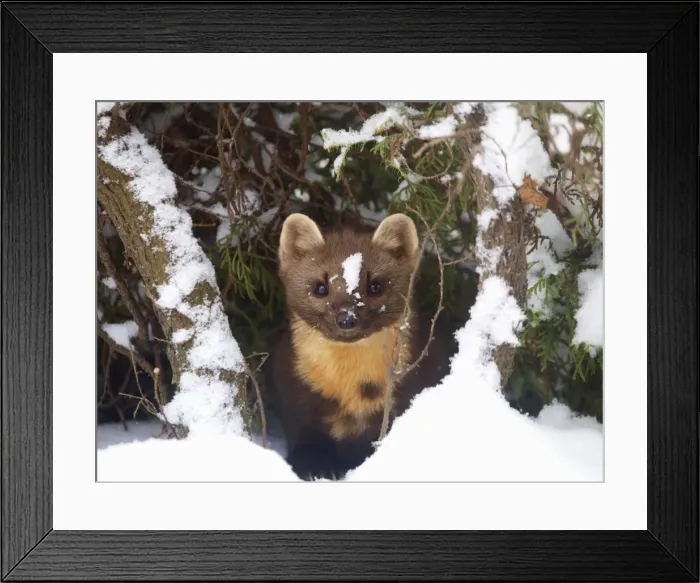 Framed Print : pine marten at snow, Germany Framed Print : pine marten at snow, Germany