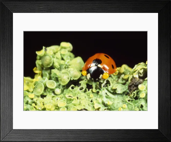 Framed Print : 7-spot Ladybird - defensive autobleeding Framed Print : 7-spot Ladybird - defensive autobleeding