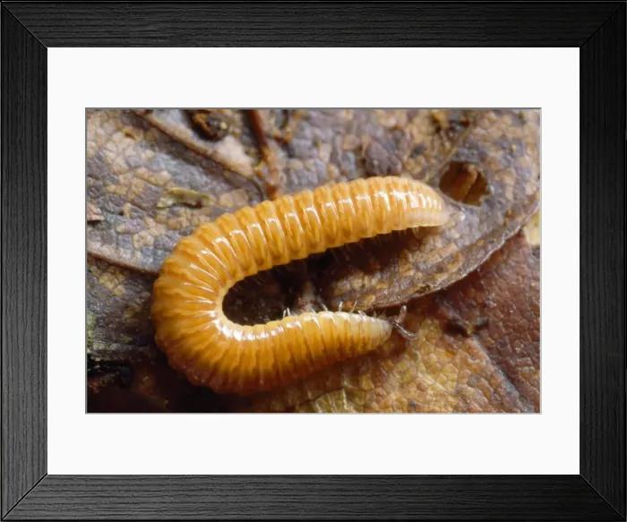 Framed Print : Rare Orange Millipede Framed Print : Rare Orange Millipede