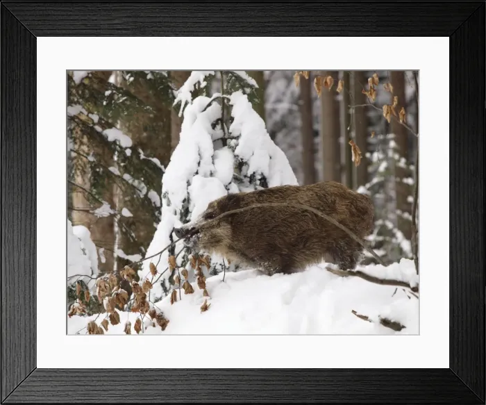 Framed Print : wild boar in snow, Germany Framed Print : wild boar in snow, Germany