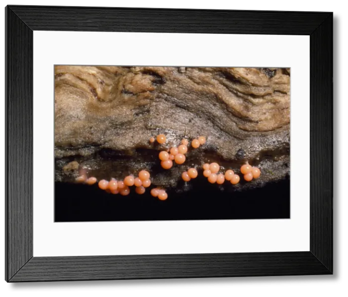 Framed Print : Coral Spot Fungus - on rottn beech log UK Framed Print : Coral Spot Fungus - on rottn beech log UK