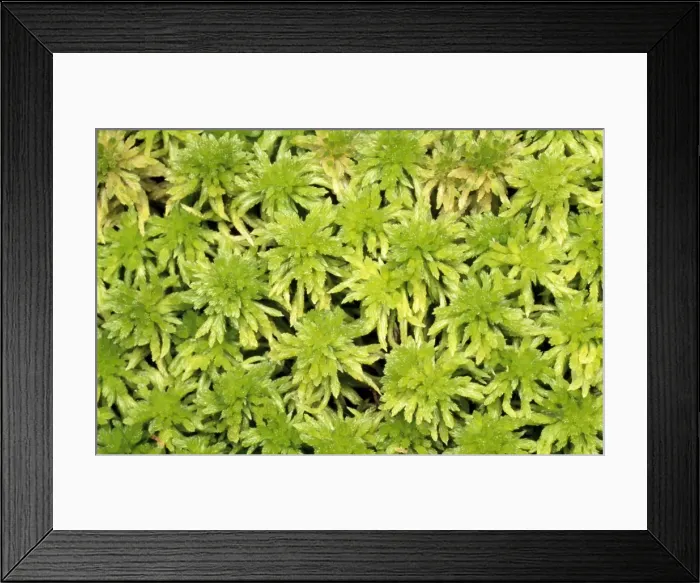 Framed Print : Moss - carpet of Sphagnum UK Framed Print : Moss - carpet of Sphagnum UK