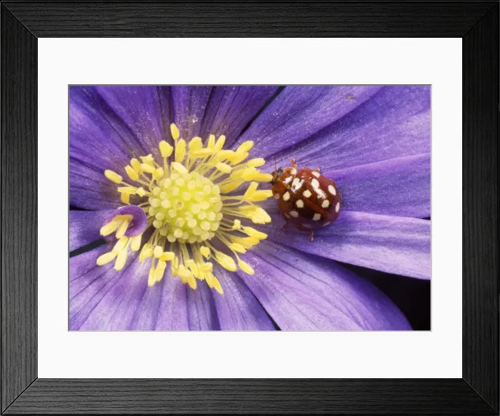 Framed Print : 14-spot Ladybird - on anemone flower UK Framed Print : 14-spot Ladybird - on anemone flower UK