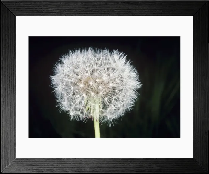 Framed Print : Dandelion - seed head UK Framed Print : Dandelion - seed head UK