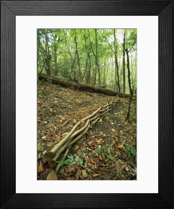 Framed Print : Hazel Coppice - used for soil erosion control UK Framed Print : Hazel Coppice - used for soil erosion control UK
