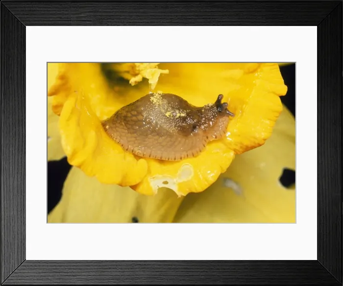 Framed Print : Slug - eating Daffodil in garden UK Framed Print : Slug - eating Daffodil in garden UK