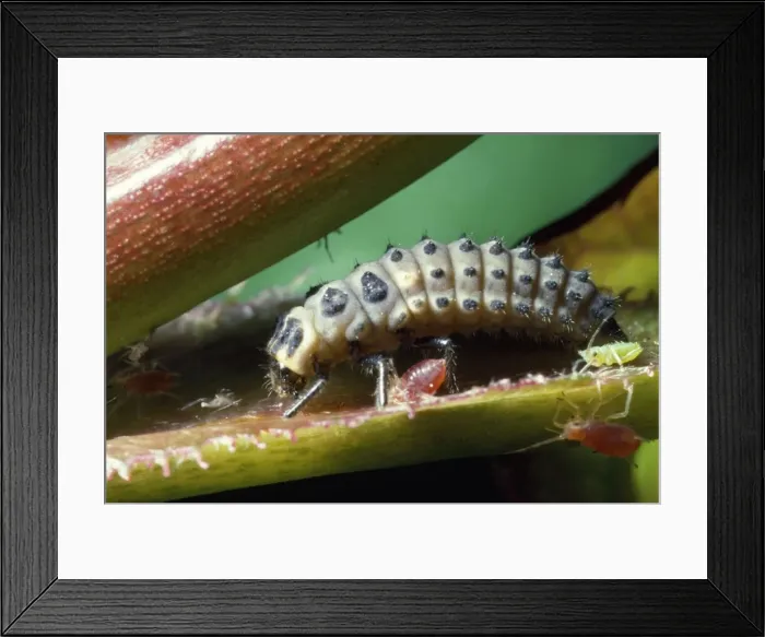 Framed Print : 2-spot Ladybird - larva with aphids UK Framed Print : 2-spot Ladybird - larva with aphids UK