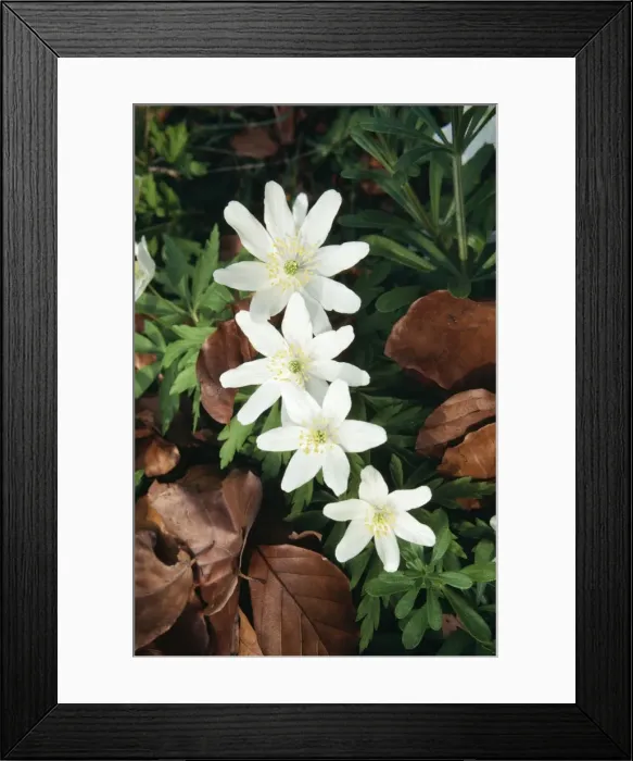 Framed Print : SPH-269. SPH-369. WOOD ANEMONE - four flowers Framed Print : SPH-269. SPH-369. WOOD ANEMONE - four flowers