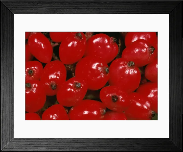 Framed Print : Red Berries of Whitebeam Tree UK Framed Print : Red Berries of Whitebeam Tree UK
