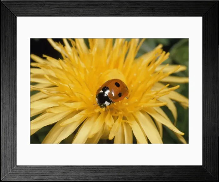 Framed Print : 7-spot Ladybird - on dandelion flower UK