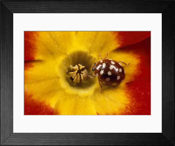 Framed Print : 14-spot Ladybird - on primula flower UK