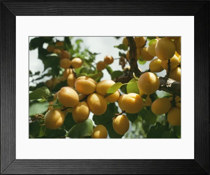 Framed Print : Apricots SR 3286 © S. Roberts / ARDEA LONDON Framed Print : Apricots SR 3286 © S. Roberts / ARDEA LONDON