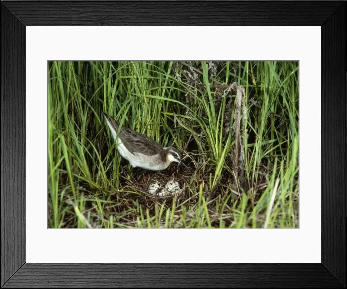 Framed Print : Wilson's Phalarope - male at nest with eggs Framed Print : Wilson's Phalarope - male at nest with eggs