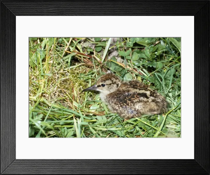 Framed Print : Redshank - chick Framed Print : Redshank - chick