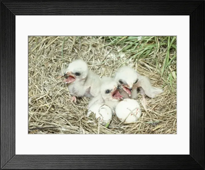 Framed Print : Hen Harrier - newly hatched chicks in nest Framed Print : Hen Harrier - newly hatched chicks in nest