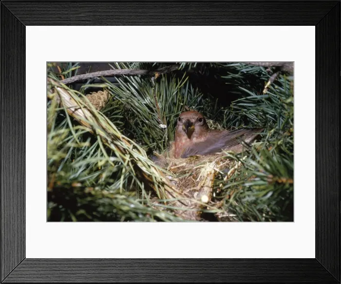 Framed Print : Crossbill - in nest Framed Print : Crossbill - in nest