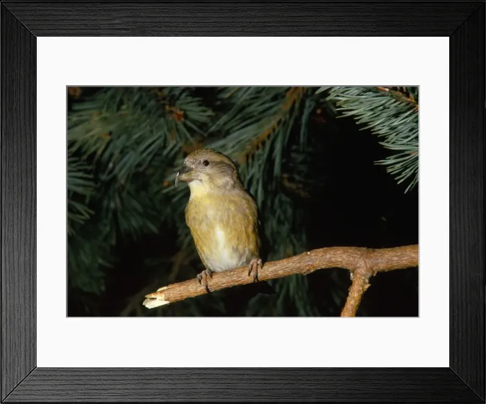 Framed Print : Crossbill. SR-1846. CROSSBILL. Scotland. Loxia curvirostra scotica Framed Print : Crossbill. SR-1846. CROSSBILL. Scotland. Loxia curvirostra scotica