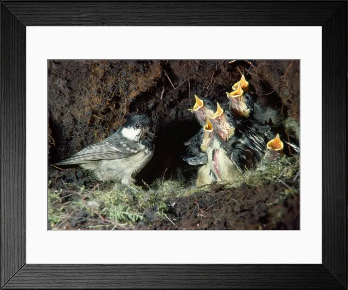 Framed Print : Coal Tit - taking food to nest for young Framed Print : Coal Tit - taking food to nest for young