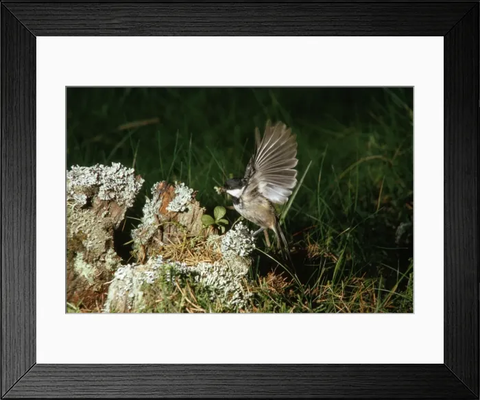 Framed Print : Coal Tit - with food in beak Framed Print : Coal Tit - with food in beak