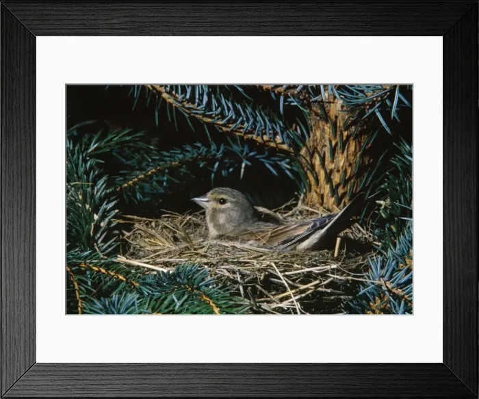 Framed Print : Twite - on nest Framed Print : Twite - on nest