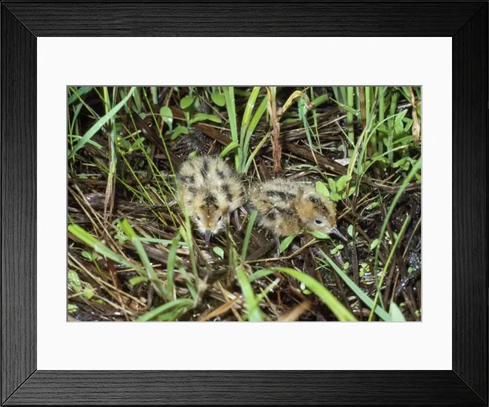 Framed Print : Wilson's Phalarope - young - 2 days old Framed Print : Wilson's Phalarope - young - 2 days old