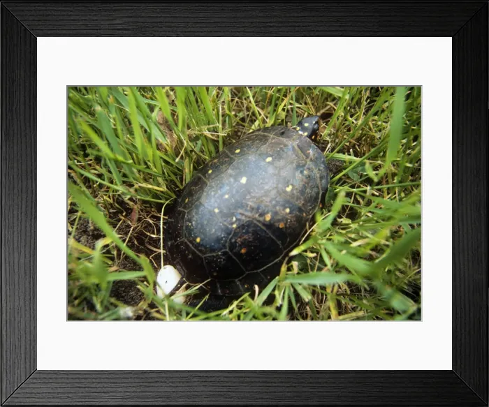 Framed Print : Spotted Tutrle - female laying eggs Framed Print : Spotted Tutrle - female laying eggs