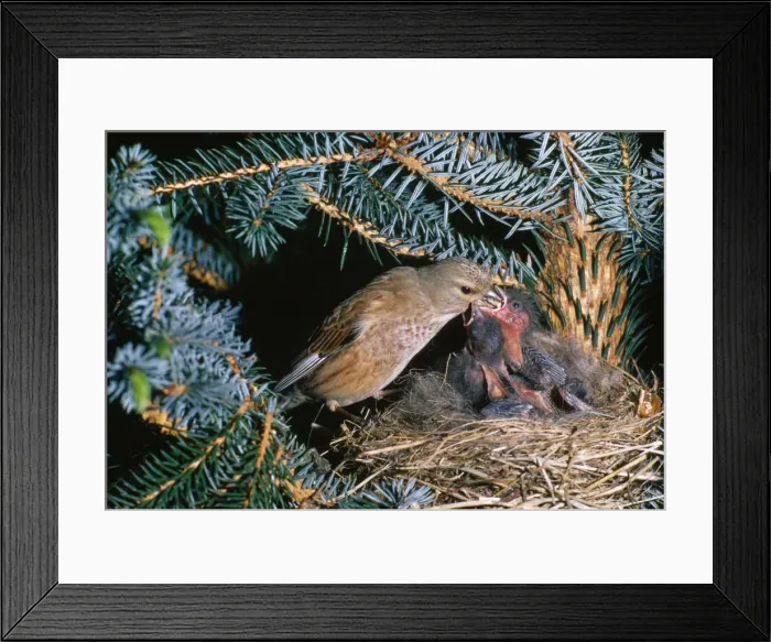 Framed Print : Twite - feeding chicks in nest Framed Print : Twite - feeding chicks in nest