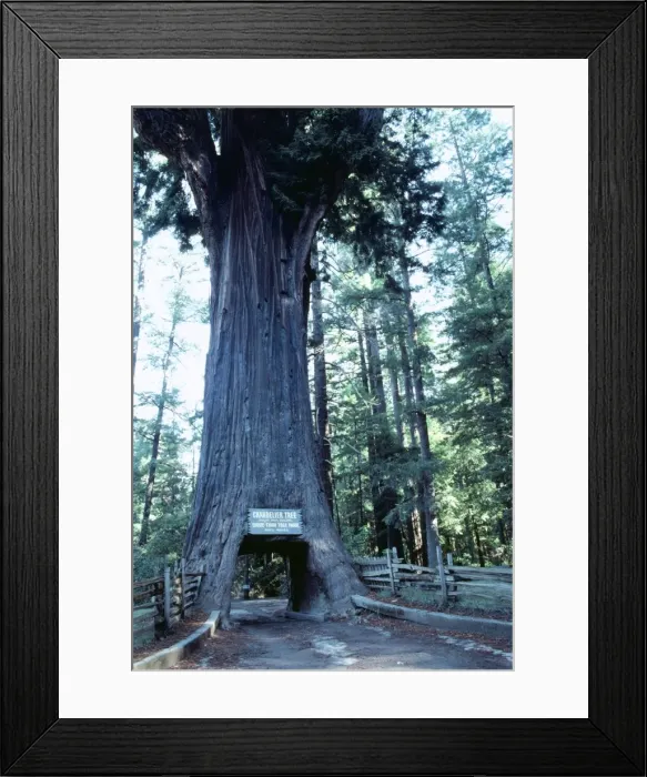 Framed Print : Redwood SR 6448A - HR Drive-through Redwood USA, California Leggatt © S. Roberts ARDEA LONDON Framed Print : Redwood SR 6448A - HR Drive-through Redwood USA, California Leggatt © S. Roberts ARDEA LONDON