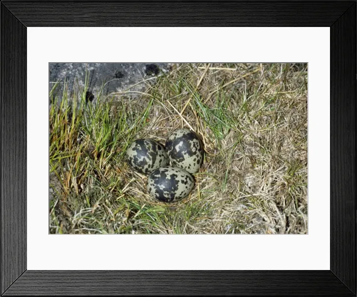 Framed Print : Dotterel Eggs Framed Print : Dotterel Eggs