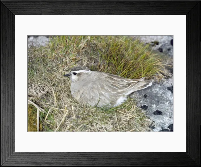 Framed Print : Dotterel - on nest Framed Print : Dotterel - on nest