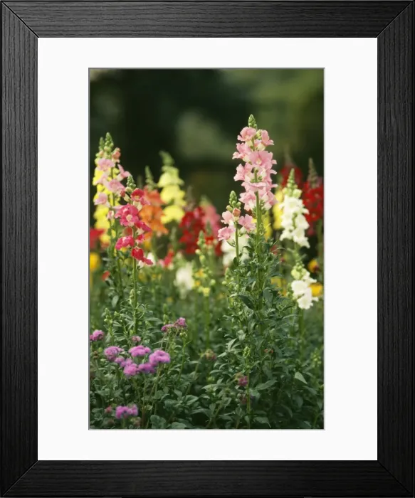 Framed Print : Anthirrhinum SSG 4462 © ARDEA LONDON Framed Print : Anthirrhinum SSG 4462 © ARDEA LONDON